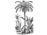 Date Palm tree (Phoenix dactylifera) Heb.TaMaR (Ps.92.14, 1King.6.29,32,35,7.36, Lev.23.40, Jn.12.31, Neh.8.15, Jn.12.13). Jericho was the `city of palm-trees`. Bethany was `the house of dates`